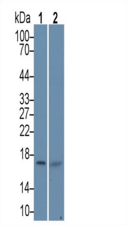 Invitrogen HSPB9 Polyclonal Antibody, Invitrogen 20 &mu;L; Unconjugated:Antibodies,