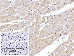 Invitrogen SEMA5B Polyclonal Antibody, Invitrogen 200 μL; Unconjugated:Antibodies,