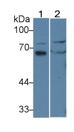 Invitrogen IL-16 Polyclonal Antibody, Invitrogen 20 &mu;L; Unconjugated:Antibodies,