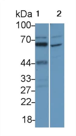Invitrogen IL-16 Polyclonal Antibody, Invitrogen 20 &mu;L; Unconjugated:Antibodies,