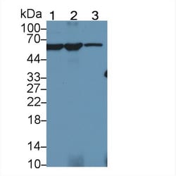 Invitrogen PKM2 Polyclonal Antibody, Invitrogen 200 &mu;L; Unconjugated:Antibodies,