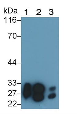 Invitrogen Trypsin Polyclonal Antibody, Invitrogen 20 &mu;L; Unconjugated:Antibodies,