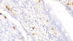 Tryptase Polyclonal Antibody, Invitrogen:Antibodies:Primary Antibodies