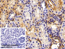 Invitrogen Fibrinogen Polyclonal Antibody, Invitrogen 200 &mu;L; Unconjugated:Antibodies,