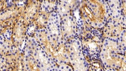 Invitrogen Fibrinogen Polyclonal Antibody, Invitrogen 200 &mu;L; Unconjugated:Antibodies,