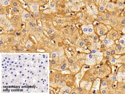Invitrogen Fibrinogen Polyclonal Antibody, Invitrogen 200 &mu;L; Unconjugated:Antibodies,