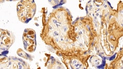 Invitrogen Fibrinogen Polyclonal Antibody, Invitrogen 200 &mu;L; Unconjugated:Antibodies,