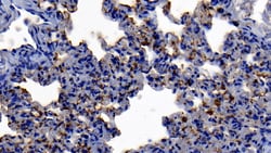 Invitrogen Neutrophil elastase Polyclonal Antibody, Invitrogen 200 &mu;L;