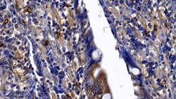 Invitrogen Neutrophil elastase Polyclonal Antibody, Invitrogen 200 &mu;L;