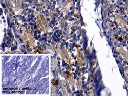 Invitrogen Neutrophil elastase Polyclonal Antibody, Invitrogen 200 &mu;L;