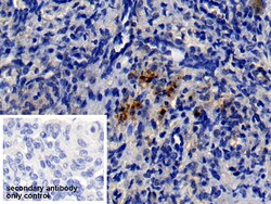 Invitrogen Neutrophil elastase Polyclonal Antibody, Invitrogen 200 &mu;L;