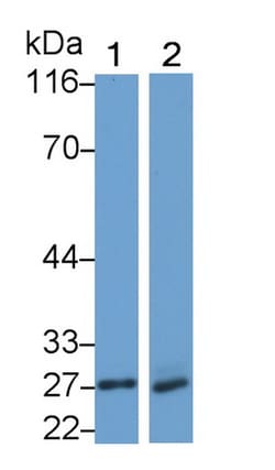 Invitrogen Neutrophil elastase Polyclonal Antibody, Invitrogen 200 &mu;L;