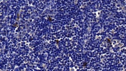 Invitrogen Tryptase Polyclonal Antibody, Invitrogen 200 &mu;L; Unconjugated:Antibodies,