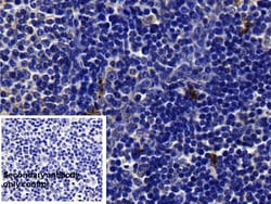 Invitrogen Tryptase Polyclonal Antibody, Invitrogen 200 &mu;L; Unconjugated:Antibodies,