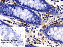 Invitrogen Tryptase Polyclonal Antibody, Invitrogen 200 &mu;L; Unconjugated:Antibodies,