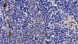 Invitrogen Tryptase Polyclonal Antibody, Invitrogen 200 &mu;L; Unconjugated:Antibodies,