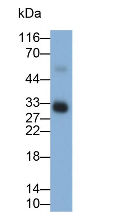 Invitrogen Tryptase Polyclonal Antibody, Invitrogen 200 &mu;L; Unconjugated:Antibodies,