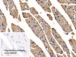 Invitrogen APAF1 Polyclonal Antibody, Invitrogen 20 &mu;L; Unconjugated:Antibodies,