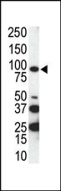Invitrogen Axl Polyclonal Antibody 400 μL; Unconjugated:Antibodies,