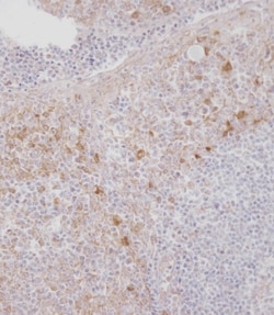 Invitrogen CSF1R Polyclonal Antibody 400 &mu;L; Unconjugated:Antibodies,