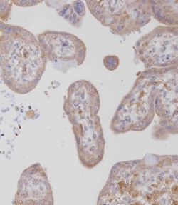 Invitrogen CSF1R Polyclonal Antibody 400 &mu;L; Unconjugated:Antibodies,