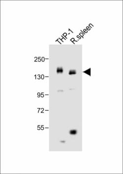 Invitrogen CSF1R Polyclonal Antibody 400 &mu;L; Unconjugated:Antibodies,