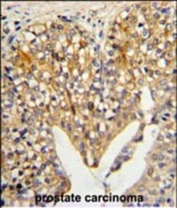 Invitrogen LUM Polyclonal Antibody 400 &mu;L; Unconjugated:Anticorps, Polyclonal