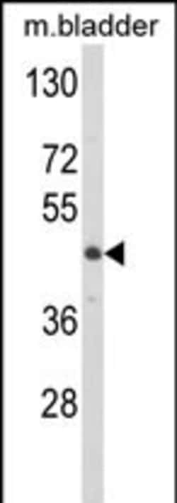 Invitrogen LUM Polyclonal Antibody 400 &mu;L; Unconjugated:Anticorps, Polyclonal