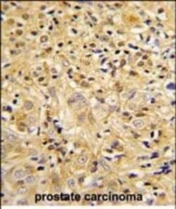 Invitrogen LUM Polyclonal Antibody 400 &mu;L; Unconjugated:Antibodies,