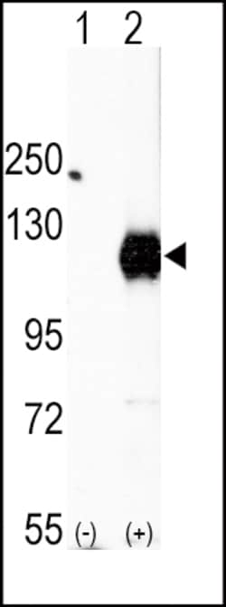 Invitrogen EphA2 Polyclonal Antibody 400 &mu;L; Unconjugated:Antibodies,