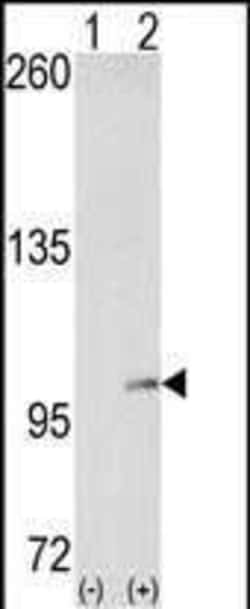 Invitrogen EphA4 Polyclonal Antibody 400 &mu;L; Unconjugated:Antibodies,