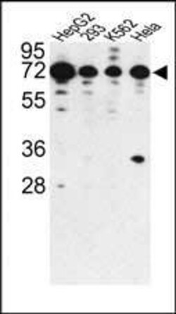 Invitrogen PHACTR2 Polyclonal Antibody 400 &mu;L; Unconjugated:Antibodies,