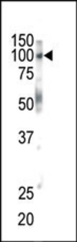 Invitrogen EphB1 Polyclonal Antibody 400 &mu;L; Unconjugated:Antibodies,