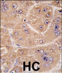 Invitrogen FUCA2 Polyclonal Antibody 400 &mu;L; Unconjugated:Antibodies,