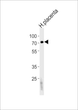 Invitrogen FUCA2 Polyclonal Antibody 400 &mu;L; Unconjugated:Antibodies,
