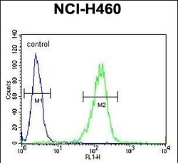 Invitrogen SESN1 Polyclonal Antibody 400 &mu;L; Unconjugated:Antibodies,