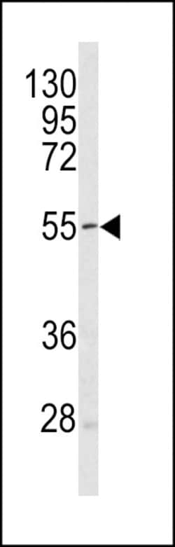 Invitrogen SESN1 Polyclonal Antibody 400 &mu;L; Unconjugated:Antibodies,