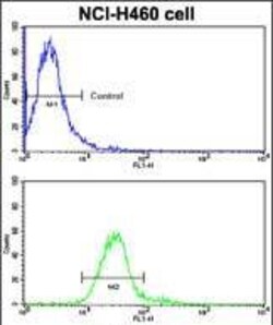 Invitrogen ROR1 Polyclonal Antibody 400 &mu;L; Unconjugated:Antibodies,