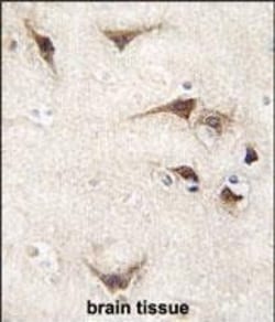 Invitrogen TYRO3 Polyclonal Antibody 400 &mu;L; Unconjugated:Antibodies,