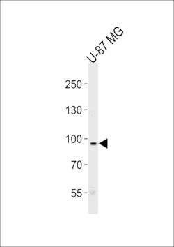 Invitrogen TYRO3 Polyclonal Antibody 400 &mu;L; Unconjugated:Antibodies,