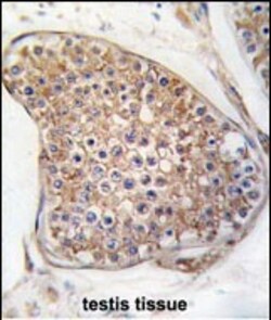 Invitrogen TEK Polyclonal Antibody 400 μL; Unconjugated:Antibodies,