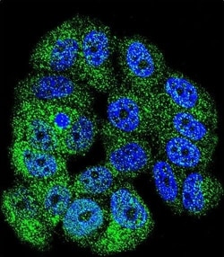 Invitrogen c-Abl Polyclonal Antibody 400 &mu;L; Unconjugated:Antibodies,