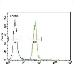 Invitrogen Fyn Polyclonal Antibody 400 &mu;L | Buy Online | Invitrogen&trade; | Fisher Scientific