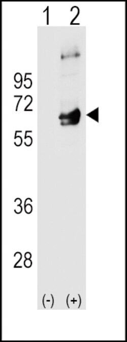Invitrogen Fyn Polyclonal Antibody 400 &mu;L | Buy Online | Invitrogen&trade; | Fisher Scientific
