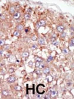 Invitrogen BRK Polyclonal Antibody 400 μL; Unconjugated:Antibodies,