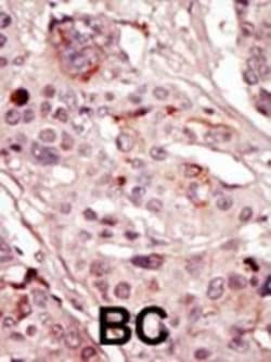 Invitrogen SRMS Polyclonal Antibody 400 &mu;L; Unconjugated:Antibodies,