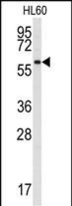 Invitrogen SRMS Polyclonal Antibody 400 &mu;L; Unconjugated:Antibodies,
