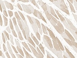 Invitrogen TAZ Polyclonal Antibody 100 &mu;L | Buy Online | Invitrogen&trade; | Fisher Scientific