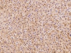 Invitrogen CGRRF1 Polyclonal Antibody 100 &mu;L; Unconjugated:Antibodies,