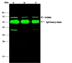 Invitrogen MEG2 Polyclonal Antibody 100 &mu;L | Buy Online | Invitrogen&trade; | Fisher Scientific